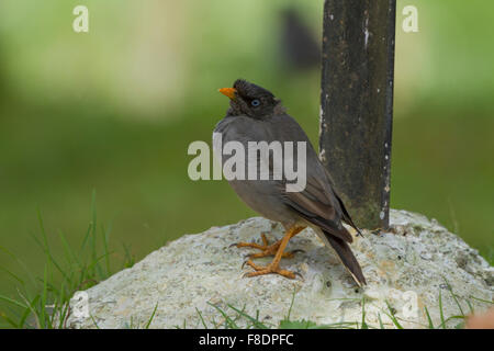 Der Dschungel Myna (Acridotheres Fuscus) ist ein Myna, ein Mitglied der Familie Starling. Stockfoto