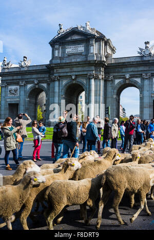 Schafherde auf der Durchreise der Puerta de Alcalá am Fest der Transhumanz. Madrid, Spanien Stockfoto