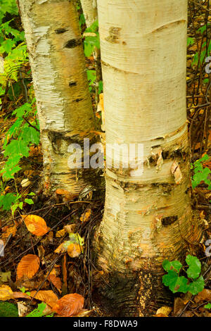 Birke, Hiawatha National Forest, Michigan Stockfoto