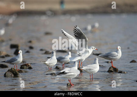 Qingdao, China Shandong Provinz. 8. Dezember 2015. Möwen sind am Meer in Qingdao-Stadt in der ostchinesischen Provinz Shandong, 8. Dezember 2015 gesehen. Bildnachweis: Huang Jiexian/Xinhua/Alamy Live-Nachrichten Stockfoto