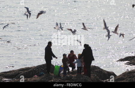 Qingdao, China Shandong Provinz. 8. Dezember 2015. Möwen fliegen über das Meer in Qingdao-Stadt in der ostchinesischen Provinz Shandong, 8. Dezember 2015. Bildnachweis: Huang Jiexian/Xinhua/Alamy Live-Nachrichten Stockfoto