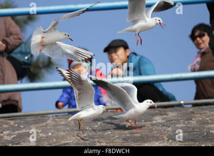 Qingdao, China Shandong Provinz. 8. Dezember 2015. Möwen sind am Meer in Qingdao-Stadt in der ostchinesischen Provinz Shandong, 8. Dezember 2015 gesehen. Bildnachweis: Huang Jiexian/Xinhua/Alamy Live-Nachrichten Stockfoto