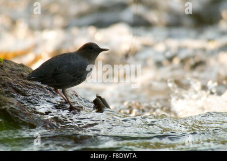 Amerikanische Wagen (Wasser Ouzel), Hannon Gedenkstätte Angeln Zugang, Montana Stockfoto