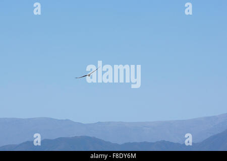 Condor fliegt vor blauem Himmel Stockfoto