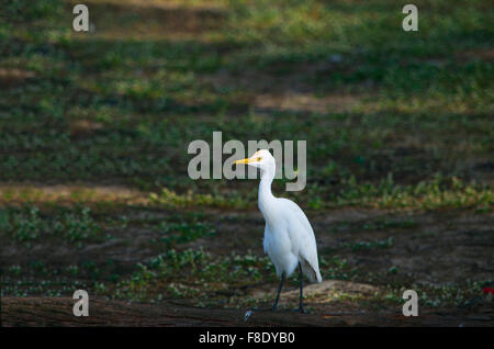 kleiner weißer Reiher, gefiederten, Marsh Vogel Vogel, Vogel, weiß, Sumpf, Fauna, tropischer Vogel, Tropen Stockfoto