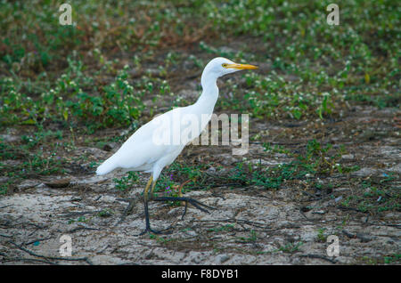 kleiner weißer Reiher, gefiederten, Marsh Vogel Vogel, Vogel, weiß, Sumpf, Fauna, tropischer Vogel, Tropen Stockfoto