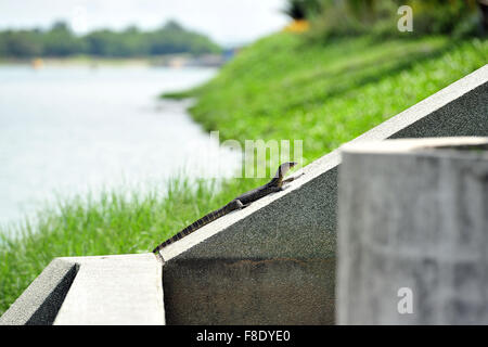 Singapur. 25. Juli 2015. Foto aufgenommen am 25. Juli 2015, zeigt eine Eidechse, die Ruhe am Ufer des Stausees Marina Bay in Singapur. In Singapur, wilde Tiere zu finden in der Innenstadt oder Vorort trotz der rasanten wirtschaftlichen Entwicklung und Urbanisierung seit der Unabhängigkeit Singapurs im Jahre 1965. © Dahin Chih Wey/Xinhua/Alamy Live-Nachrichten Stockfoto