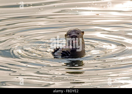 Singapur. 13. Mai 2015. Foto aufgenommen am 13. Mai 2015, zeigt eine glatte beschichtet Otter Verzehr von Fisch in der Marina Bay Reservoir in Singapur. In Singapur, wilde Tiere zu finden in der Innenstadt oder Vorort trotz der rasanten wirtschaftlichen Entwicklung und Urbanisierung seit der Unabhängigkeit Singapurs im Jahre 1965. © Dahin Chih Wey/Xinhua/Alamy Live-Nachrichten Stockfoto