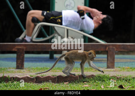 Singapur. 7. Juli 2015. Foto aufgenommen am 7. Juli 2015, zeigt eine Long-tailed Macaque auf der Suche nach Nahrung in den MacRitchie Reservoir in Singapur. In Singapur, wilde Tiere zu finden in der Innenstadt oder Vorort trotz der rasanten wirtschaftlichen Entwicklung und Urbanisierung seit der Unabhängigkeit Singapurs im Jahre 1965. © Dahin Chih Wey/Xinhua/Alamy Live-Nachrichten Stockfoto