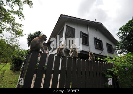 Singapur. 7. Juli 2015. Foto aufgenommen am 7. Juli 2015, zeigt eine Truppe von Langschwanzmakaken auf der Suche nach Nahrung in einer Residenz in der Nähe der MacRitchie Reservoir in Singapur. In Singapur, wilde Tiere zu finden in der Innenstadt oder Vorort trotz der rasanten wirtschaftlichen Entwicklung und Urbanisierung seit der Unabhängigkeit Singapurs im Jahre 1965. © Dahin Chih Wey/Xinhua/Alamy Live-Nachrichten Stockfoto