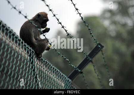 Singapur. 7. Juli 2015. Foto aufgenommen am 7. Juli 2015, zeigt eine Long-tailed Macaque auf der Suche nach Nahrung in den MacRitchie Reservoir in Singapur. In Singapur, wilde Tiere zu finden in der Innenstadt oder Vorort trotz der rasanten wirtschaftlichen Entwicklung und Urbanisierung seit der Unabhängigkeit Singapurs im Jahre 1965. © Dahin Chih Wey/Xinhua/Alamy Live-Nachrichten Stockfoto