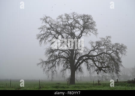 Quercus Californicus im Winter von Kalifornien an einem nebeligen Tag Stockfoto