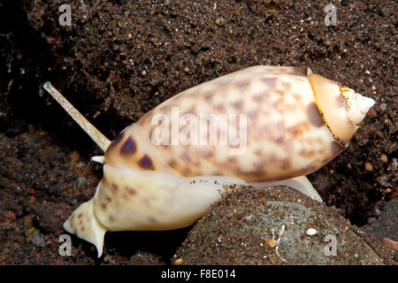 Beringter Olive Shell, Oliva meistens. Tulamben, Bali, Indonesien. Bali Meer, Indischer Ozean Stockfoto