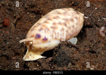 Beringter Olive Shell, Oliva meistens. Tulamben, Bali, Indonesien. Bali Meer, Indischer Ozean Stockfoto