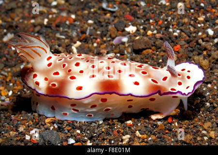 Red-Spotted Dorid Nacktschnecken, Doris Tryoni. Zuvor als Risbecia tryoni bekannt. Tulamben, Bali, Indonesien Stockfoto