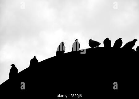 Gruppe von Silhouetten der Vögel stehen auf die Oberseite eines Daches in der historischen Bezirk von Bogota. Schwarz und weiß. Kolumbien Stockfoto