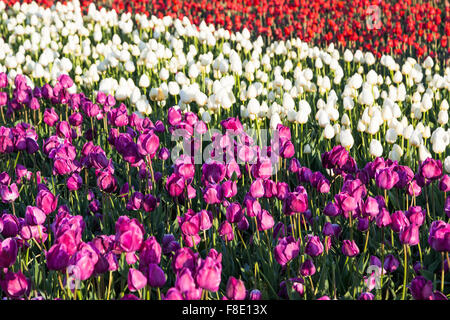 Weiche Morgenlicht auf Reihen von violetten, weißen und roten Tulpe Blumen auf einem Familienbauernhof in Oregon. Stockfoto