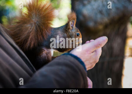 Eichhörnchen Essen aus der Hand eines älteren Mannes. Campo Grande, großer öffentlicher Park liegt im Herzen der Stadt Valladolid. Stockfoto