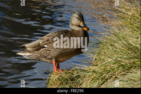 Mallard Ente Huhn stehen am Wasser; s-Rand des Teichs Stockfoto