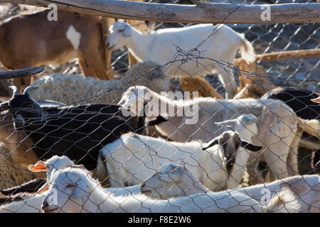 Kleine Gruppe von Ziegen schaut in die Kamera, die in den frühen Morgenstunden in Cachi eingeschlossen. Provinz Salta. Argentinien Stockfoto