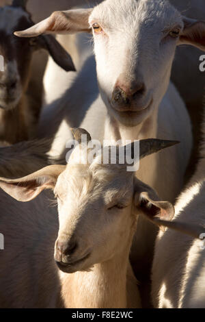 Kleine Gruppe von Ziegen schaut in die Kamera, die in den frühen Morgenstunden in Cachi eingeschlossen. Provinz Salta. Argentinien Stockfoto