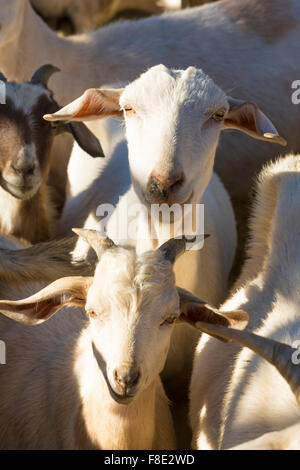 Kleine Gruppe von Ziegen schaut in die Kamera, die in den frühen Morgenstunden in Cachi eingeschlossen. Provinz Salta. Argentinien Stockfoto