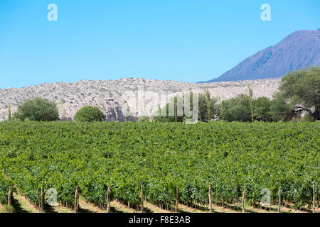 Weinberg in Cafayate, im Norden von Argentinien. Provinz Salta. Stockfoto