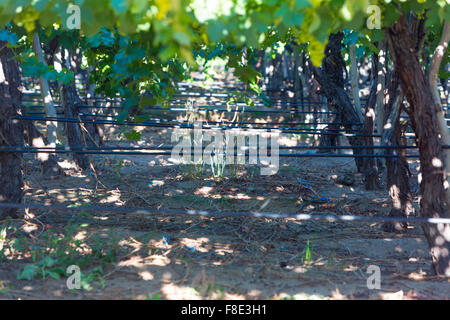 Details der Weinberge in Cafayate, Argentinien Stockfoto