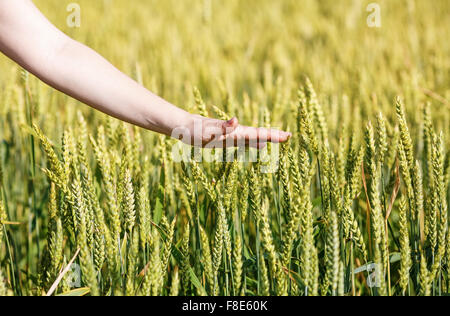 Weibliche Hand berührt Ohren von Getreide. Roggenfeld. Geringe Schärfentiefe. Selektiven Fokus. Stockfoto