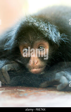 Kleinen Klammeraffen im Madidi Nationalpark in Bolivien (selektiven Fokus auf die Augen) Stockfoto