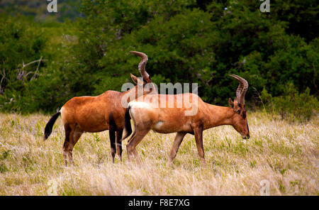 Rote Hartebees in der südafrikanischen Wildnis. Stockfoto