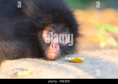 Kleinen Klammeraffen im Madidi Nationalpark in Bolivien (selektiven Fokus auf die Augen) Stockfoto