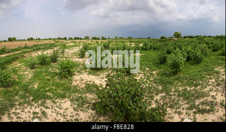 Bio-Baumwolle Feldpflanzen, Indien Stockfoto