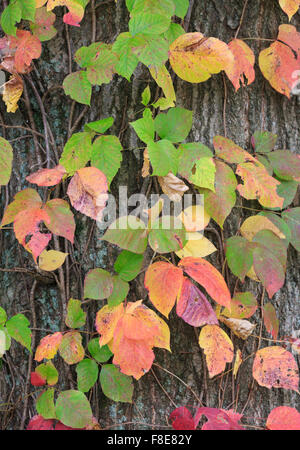 Poison Ivy Reben wachsen auf einem Baumstamm. Stockfoto