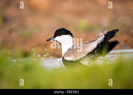 Sporn-winged Kiebitz (Vanellus Spinosus) im Wasser, Israel, September steht Stockfoto