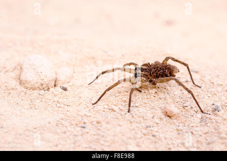 Wolfspinne (Familie Lycosidae) auf Sand. Fotografiert in Israel im Oktober Stockfoto