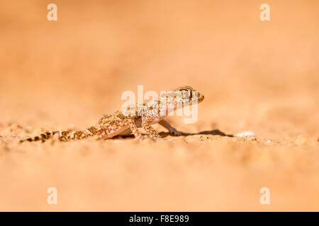 Kurzer Daumen Gecko (Stenodactylus Sthenodactylus) manchmal Düne Gecko oder Zwerg Gecko genannt. Diese Spezies ist häufig in sammeln Stockfoto