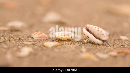 Mund geformt Muschel eine Meeresschnecke Lamellaria am Strand fotografiert am Mittelmeer, Israel Stockfoto