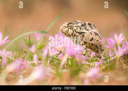 Gemeinsamen Chamäleon (Chamaeleo Chamaeleon) auf dem Boden unter lila Blumen fotografiert in Israel im November Stockfoto