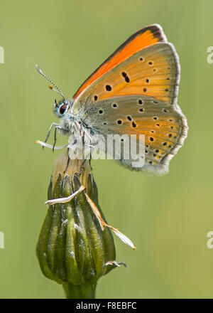 Knappen Kupfer Schmetterling Stockfoto