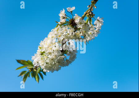 Dichten Büscheln von weißen Kirschblüten vor blauem Himmel Stockfoto