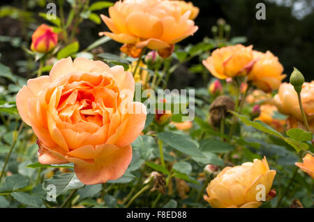 Rose Lady of Shalott im September UK Stockfoto