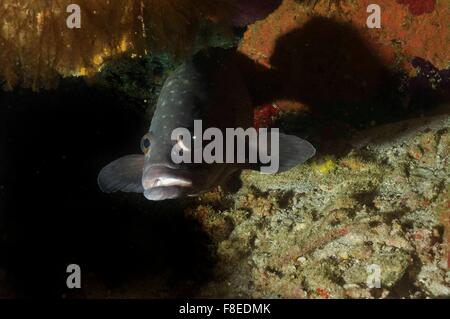 Tropischer Grouper (Epinephelus polyphekadion) in einer Höhle. Seychellen Stockfoto