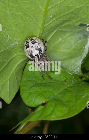 Furche Spider, Furche Orbweaver Spinne, Schilfradspinne, Schildkreuzspinne, Larinioides Cornutus, Araneus cornutus Stockfoto