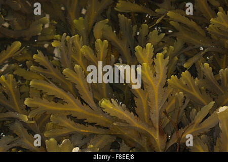 Gezahnten Wrack, gezackten Wrack, sah Wrack, Sägetang, Säge-Tang, Fucus Serratus, Fucus Dentelé Stockfoto