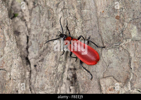 Kardinal-Käfer, Kardinal Käfer, Scharlachroter Feuerkäfer, Feuerfliege, Pyrochroa Coccinea, Pyrochre écarlate Stockfoto