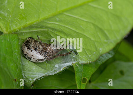 Furche Spider, Furche Orbweaver Spinne, Schilfradspinne, Schildkreuzspinne, Larinioides Cornutus, Araneus cornutus Stockfoto