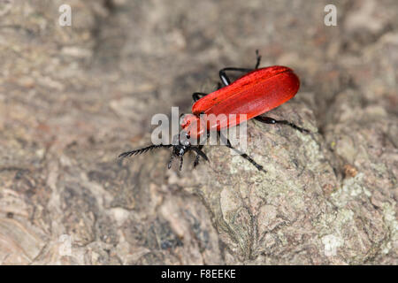 Kardinal-Käfer, Kardinal Käfer, Scharlachroter Feuerkäfer, Feuerfliege, Pyrochroa Coccinea, Pyrochre écarlate Stockfoto