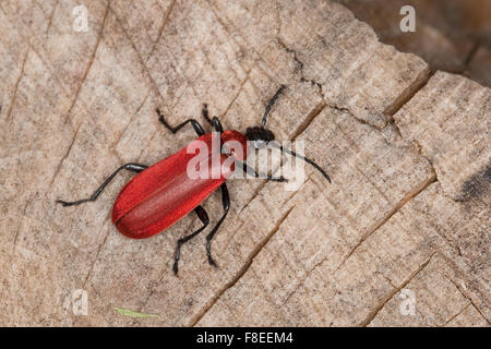 Kardinal-Käfer, Kardinal Käfer, Scharlachroter Feuerkäfer, Feuerfliege, Pyrochroa Coccinea, Pyrochre écarlate Stockfoto