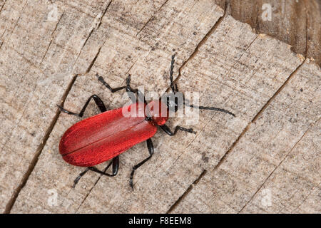 Kardinal-Käfer, Kardinal Käfer, Scharlachroter Feuerkäfer, Feuerfliege, Pyrochroa Coccinea, Pyrochre écarlate Stockfoto